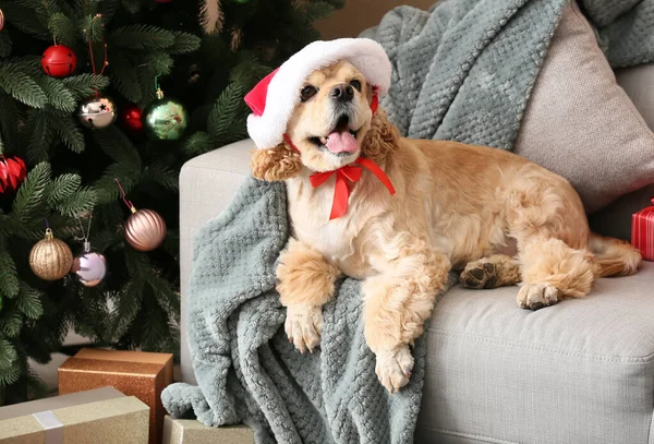 Bedårande Hund Santa Hatt Hemma Julafton — Stockfoto