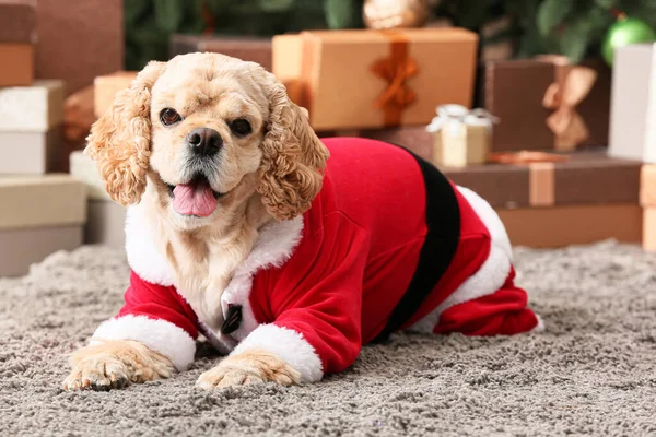 Прекрасная Собака Костюме Санты Дома Канун Рождества — стоковое фото
