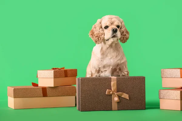 背景色の贈り物を持つ愛らしい犬 — ストック写真