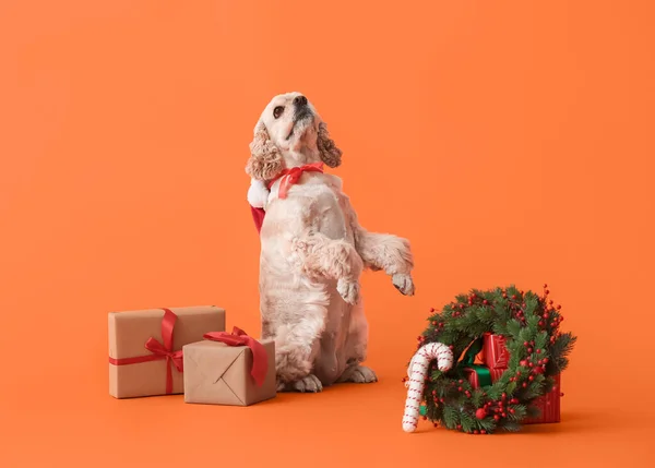 Adorable Dog Christmas Gifts Color Background — Stock Photo, Image