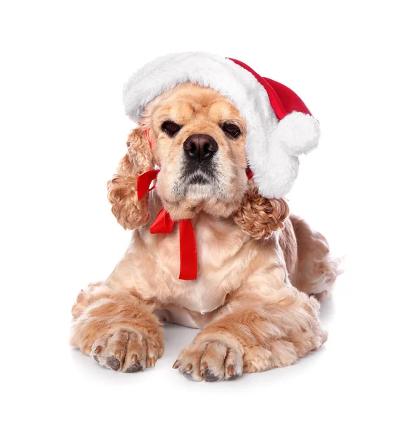 Beyaz Arka Planda Noel Baba Şapkalı Sevimli Köpek — Stok fotoğraf