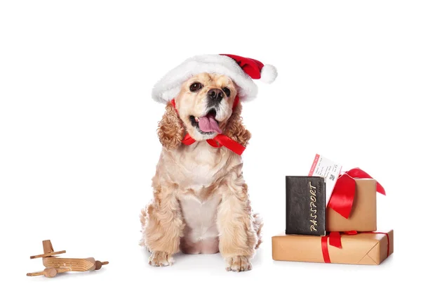 Rozkošný Pes Klobouku Santa Vánoční Dárky Pas Lístek Bílém Pozadí — Stock fotografie