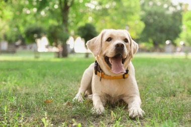Yaz günü parkta şirin Labrador