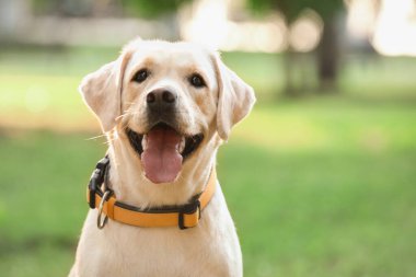 Yaz günü parkta şirin Labrador
