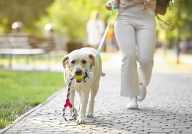 Şirin Labrador, sahibinin yaz günü parkta yürümesi.