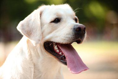 Yaz günü parkta şirin Labrador