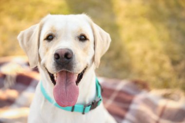 Yaz günü dışarıdaki şirin Labrador.