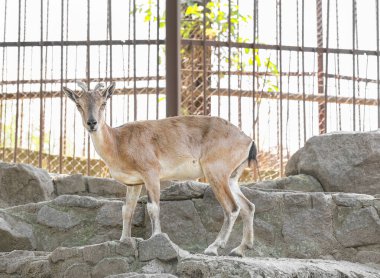 Markhor (Capra fakoneri) zoolojik bahçede