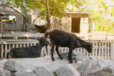 Çiftlikteki sevimli siyah keçiler