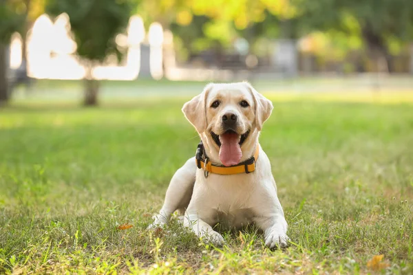 Yaz Günü Parkta Şirin Labrador — Stok fotoğraf