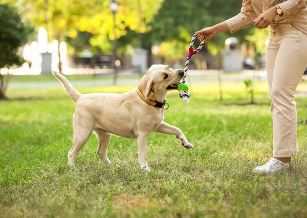 Mujer Jugando Con Labrador Parque Día Verano — Foto de Stock