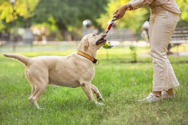 Yaz günü Labrador 'la parkta oynayan kadın.