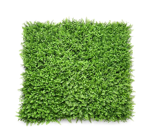 Green Grass Mat White Background — Stock Photo, Image