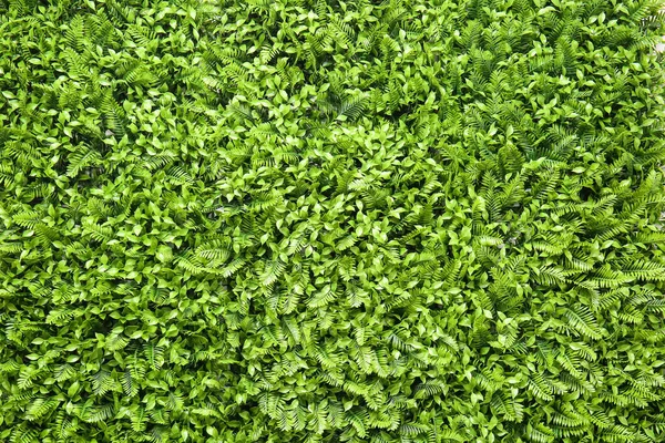 Arkaplan olarak yeşil çimen mat