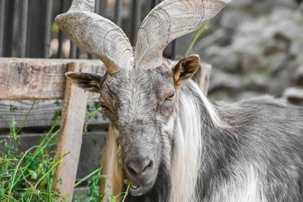 Markhor Capra Fakoneri Állatkertekben — Stock Fotó