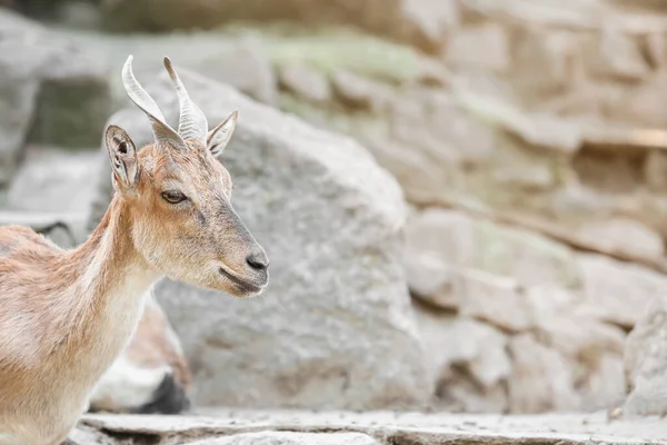 Markhor Capra Fakoneri Zoologischen Garten — Stockfoto