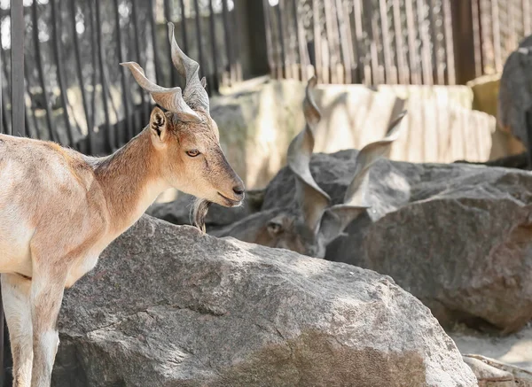 Markhor Capra Fakoneri Állatkertekben — Stock Fotó