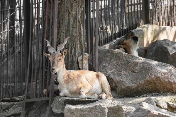 Markhors (Capra fakoneri) zoolojik bahçede