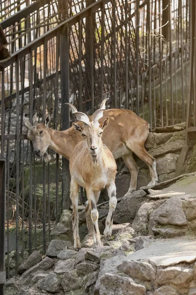 Мархорс Capra Phooneri Зоологическом Саду — стоковое фото