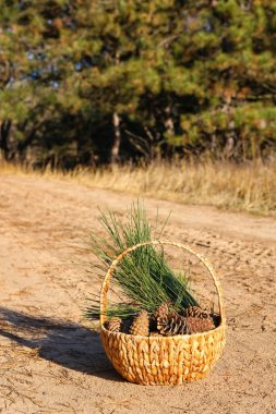 Güzel kozalaklı sepet ve ormandaki köknar dalları.