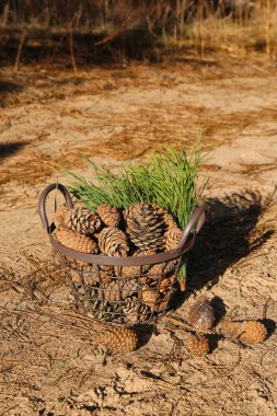Çam kozalaklı sepet ve ormanda köknar dalları