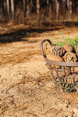 Çam kozalaklı sepet ve ormanda köknar dalları, yakın plan.