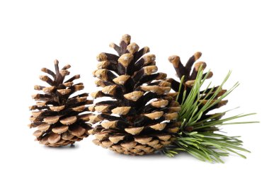 Güzel çam kozalakları ve beyaz arkaplanda köknar dalı