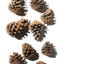 Beyaz arkaplanda çam kozalakları