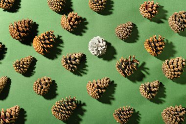 Yeşil arkaplanda çam kozalakları