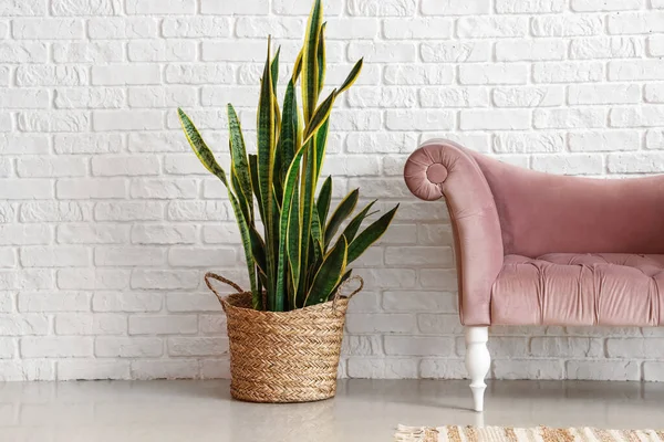 Elegante Sillón Cómodo Con Planta Interior Cerca Pared Ladrillo Blanco — Foto de Stock