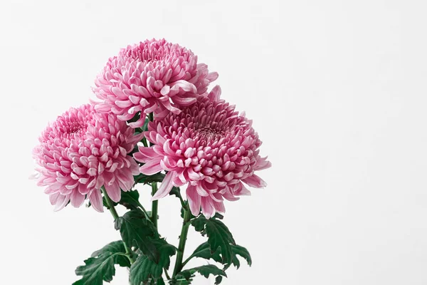 Pink Chrysanthemum Flowers Light Background Closeup — Stock Photo, Image