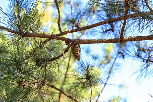 Hermoso Cono Pino Árbol Bosque —  Fotos de Stock