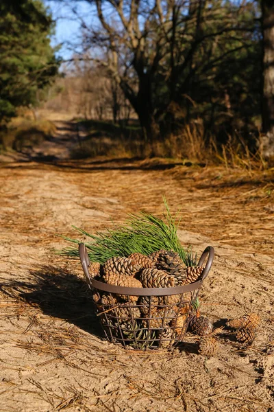 Çam kozalaklı sepet ve ormanda köknar dalları