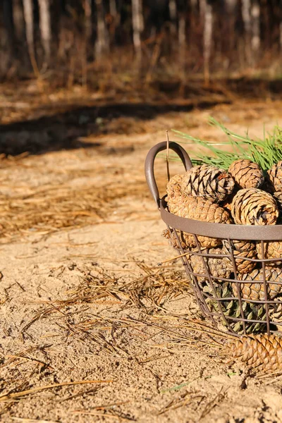 Çam kozalaklı sepet ve ormanda köknar dalları, yakın plan.