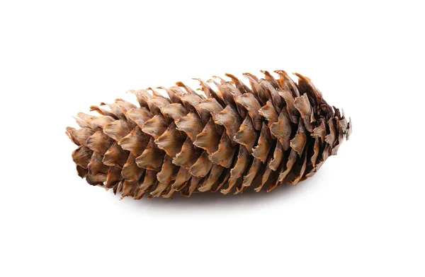 Beautiful Pine Cone White Background — Stock Photo, Image