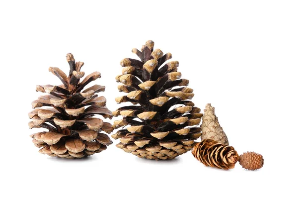 Beautiful Pine Cones White Background — Stock Photo, Image