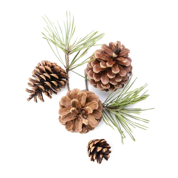 Fir Branches Beautiful Pine Cones White Background Royalty Free Stock Images