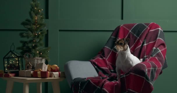 Cute Jack Russel Terrier Saltando Mecedora Casa Víspera Navidad — Vídeos de Stock