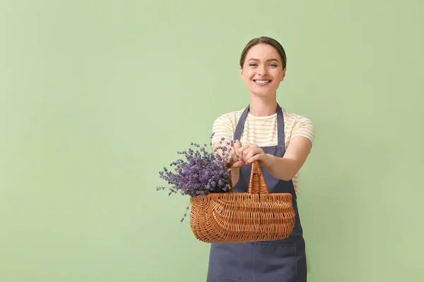 Female Gardener Basket Lavender Color Background — Stock Photo, Image