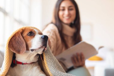 Sonbahar günü evde sahibi olan sevimli Beagle köpeği.