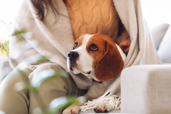 Cute Beagle Dog Owner Home Autumn Day — Stock Photo, Image