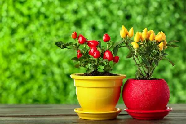 Flowerpots Pepper Trees Wooden Table Outdoors — Stock Photo, Image