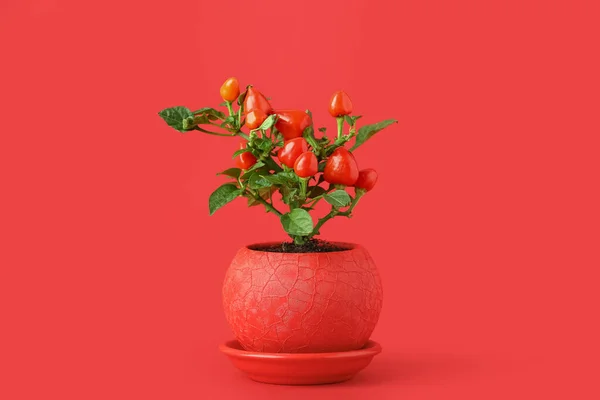 Pepper Tree Pot Red Background — Stock Photo, Image