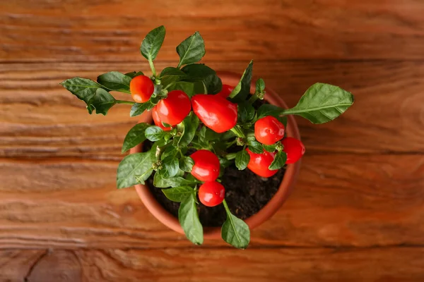 Pohon Pepper Dalam Pot Pada Latar Belakang Kayu — Stok Foto