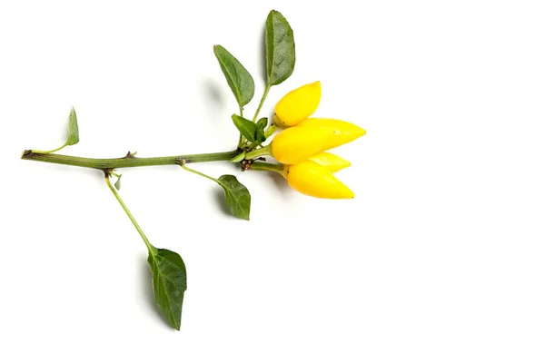 Branch Fresh Yellow Peppers White Background — Stock Photo, Image