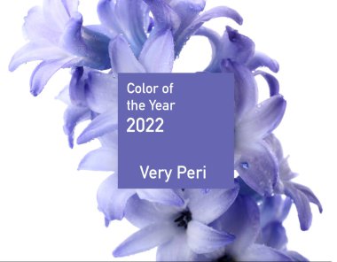 Beyaz arka planda güzel sümbül çiçekleri, yakın plan. Çok Peri - Yeni yılın rengi 2022