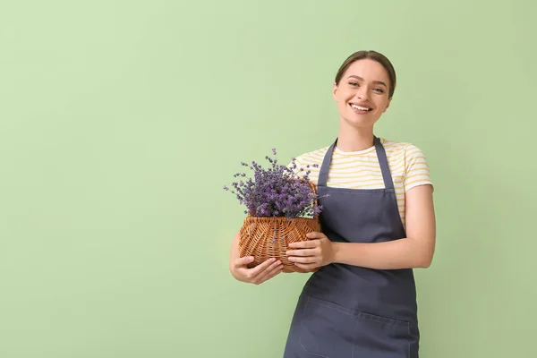 Female Gardener Basket Lavender Color Background — Stock Photo, Image