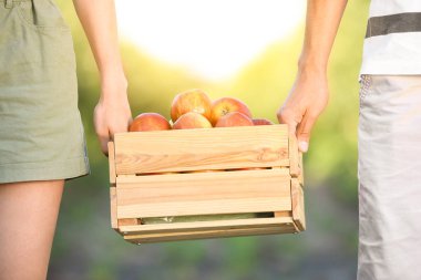 Yaz günü bahçede kırmızı elmalarla dolu bir kutu tutan genç çift, yakın plan.
