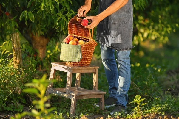 庭のウィッカーバスケットに甘い桃を入れて若い男 — ストック写真