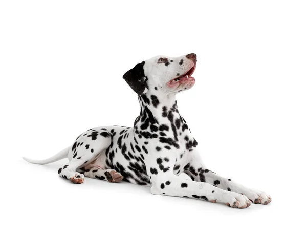 Lustiger Dalmatiner Hund Liegt Auf Weißem Hintergrund — Stockfoto